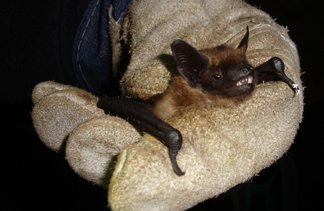 Breitflügelfledermaus (Eptesicus serotinus) - © Oliver Gebhardt