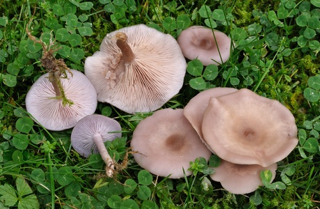 Schmutziger Rötelritterling (Lepista sordida) - © Michaela und Gernot Friebes