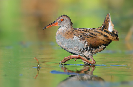 Wasserralle (Rallus aquaticus)