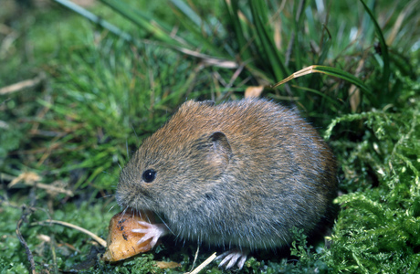 Erdmaus (Microtus agrestis) - © Josef Hlasek