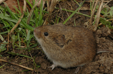 Feldmaus (Microtus arvalis) - © Lubomir Hlasek