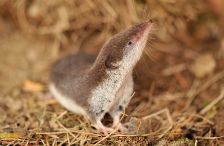 Feldspitzmaus (Crocidura leucodon) - © Hlasek Lubomir