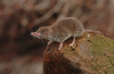 Gartenspitzmaus (Crocidura suaveolens) - © Lubomir Hlasek