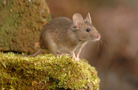 Östliche Hausmaus (Mus musculus) - © Lubomir Hlasek