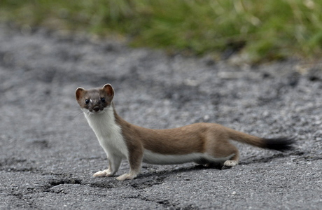 Hermelin (Mustela erminea) - © Lubomir Hlasek
