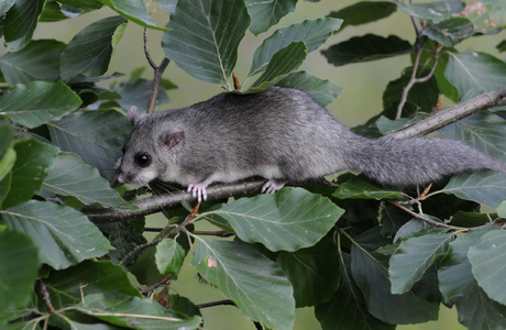 Siebenschläfer (Glis glis) - © Lubomir Hlasek