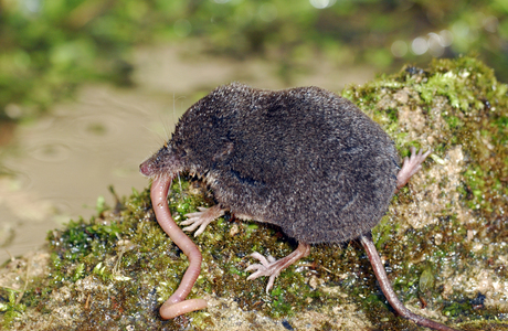 Sumpfspitzmaus (Neomys anomalus) - © Lubomir Hlasek