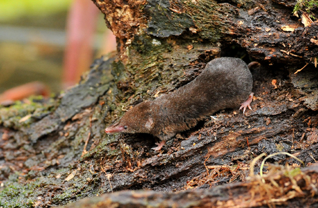 Waldspitzmaus (Sorex araneus) - © Lubomir Hlasek