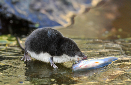 Wasserspitzmaus (Neomys fodiens) - © Lubomir Hlasek