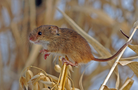 Zwergmaus (Micromys minutus) - © Lubomir Hlasek