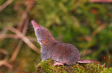 Zwergspitzmaus (Sorex minutus) - © Lubomir Hlasek