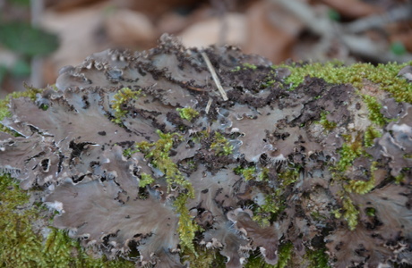 Gewöhnliche Hundsflechte (Peltigera praetextata) - © Bernard Wieser Gewöhnliche Hundsflechte (Peltigera praetextata) - © Bernard Wieser