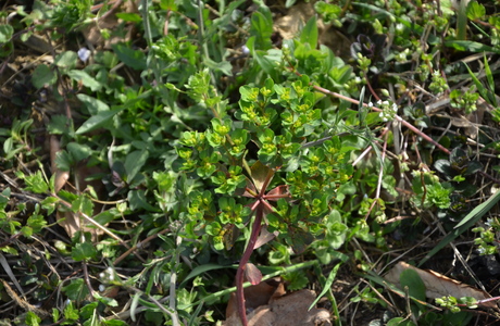 Sonnwend-Wolfsmilch (Euphorbia helioscopia) - © Bernard Wieser