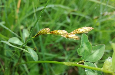 Hasenpfoten-Segge (Carex leporina) - © Bernard Wieser