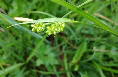Bleiche Segge (Carex pallescens) - © Bernard Wieser