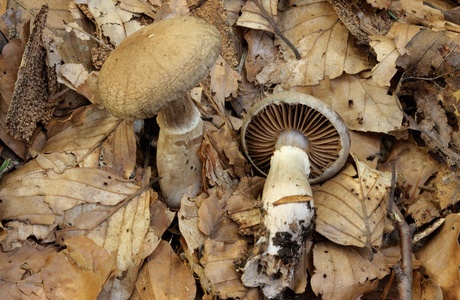 Wohlriechender Gürtelfuß (Cortinarius torvus) - © Michaela und Gernot Friebes Wohlriechender Gürtelfuß (Cortinarius torvus) - © Michaela und Gernot Friebes