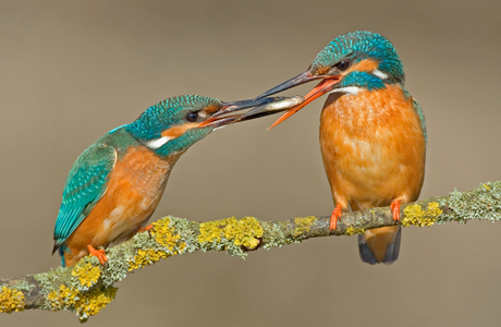 Vögel - © Michael Tiefenbach