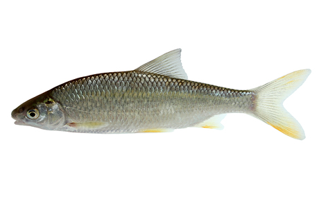 Frauennervling (Rutilus pigus) - © Wolfgang Gessl