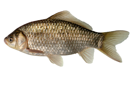 Giebel (Carassius gibelio) - © Wolfgang Gessl