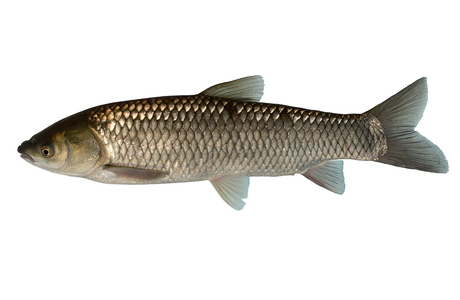 Graskarpfen (Ctenopharyngodon idella) - © Wolfgang Gessl