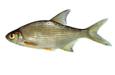 Güster (Abramis bjoerkna) - © Wolfgang Gessl