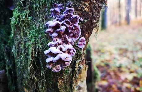 Violetter Knorpelschichtpilz (Chondrostereum purpureum) - © Bernard Wieser