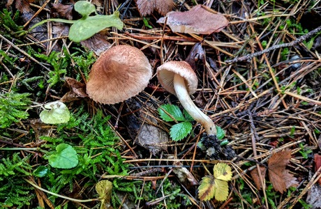 Bärtiger Ritterling, Wolliger Ritterling (Tricholoma vaccinum) - © Bernard Wieser