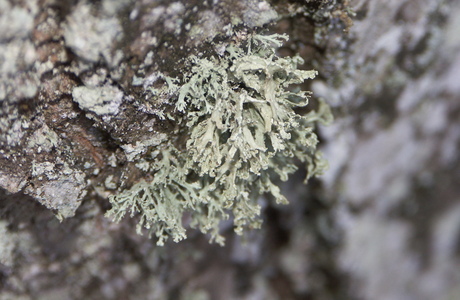 Staubfrüchtige Astflechte (Ramalina pollinaria) - © Bernard Wieser