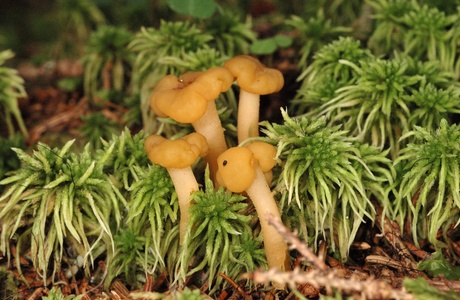 Grüngelbes Gallertkäppchen (Leotia lubrica) - © Michaela und Gernot Friebes