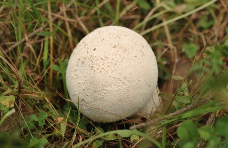 Wiesen-Stäubling (Lycoperdon pratense) - © Michaela und Gernot Friebes