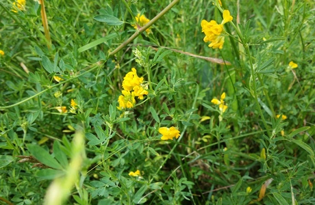 Sichelklee (Medicago falcata) - © Bernard Wieser Sichelklee (Medicago falcata) - © Bernard Wieser