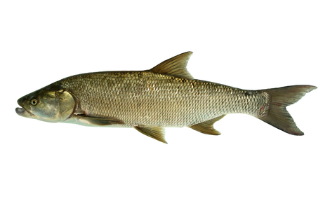 Rapfen (Aspius aspius) - © Wolfgang Gessl