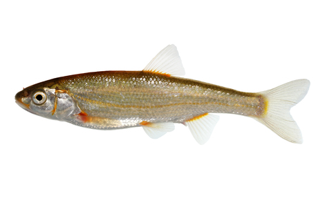 Strömer (Leuciscus souffia) - © Wolfgang Gessl