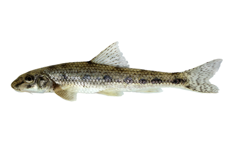 Weißflossengründling (Romanogobia vladycovi) - © Wolfgang Gessl