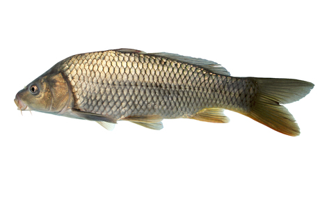 Wild - Karpfen (Cyprinus carpio) - © Wolfgang Gessl