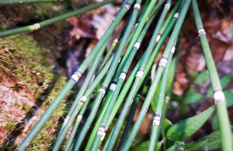 Winter-Schachtelhalm (Equisetum hyemale) - © Bernard Wieser Winter-Schachtelhalm (Equisetum hyemale) - © Bernard Wieser