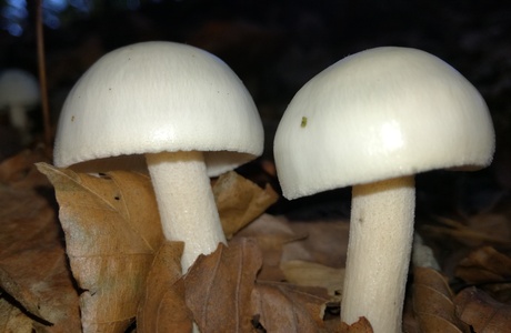 Gilbender Schneckling (Hygrophorus discoxanthus) - © Bernard Wieser