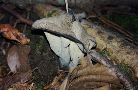 Herbst-Trompete, Toten-Trompete (Craterellus cornucopioides) - © Bernard Wieser Herbst-Trompete, Toten-Trompete (Craterellus cornucopioides) - © Bernard Wieser