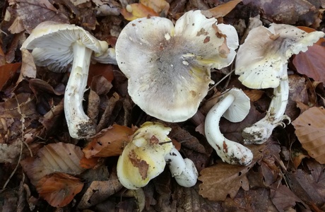 Grüngelber Ritterling (Tricholoma sejunctum) - © Bernard Wieser
