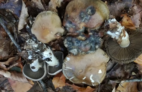 Bitterer Schleimkopf (Cortinarius infractus) - © Bernard Wieser