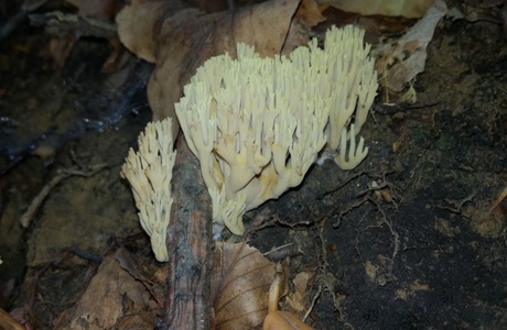 Steife Koralle (Ramaria stricta) - © Bernard Wieser Steife Koralle (Ramaria stricta) - © Bernard Wieser