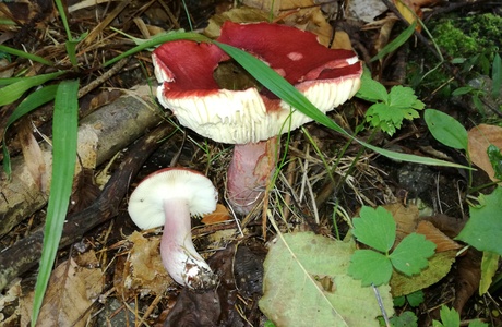 Stachelbeer-Täubling (Russula queletii) - © Bernard Wieser
