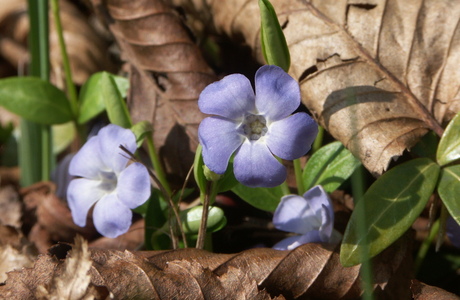 Kleines Immergrün (Vinca minor) - © Bernard Wieser Kleines Immergrün (Vinca minor) - © Bernard Wieser