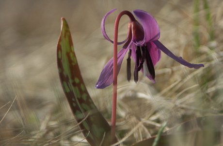 Hunds-Zahnlilie (Erythronium dens-canis) - © Bernard Wieser Hunds-Zahnlilie (Erythronium dens-canis) - © Bernard Wieser