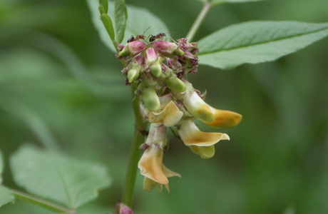 Walderbsen-Wicke (Vicia oroboides) - © Bernard Wieser Walderbsen-Wicke (Vicia oroboides) - © Bernard Wieser