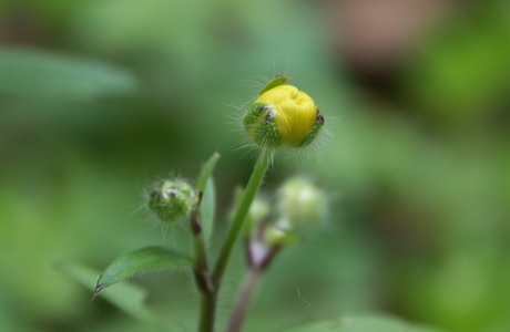Wolliger Hahnenfuß (Ranunculus lanuginosus) - © Bernard Wieser Wolliger Hahnenfuß (Ranunculus lanuginosus) - © Bernard Wieser