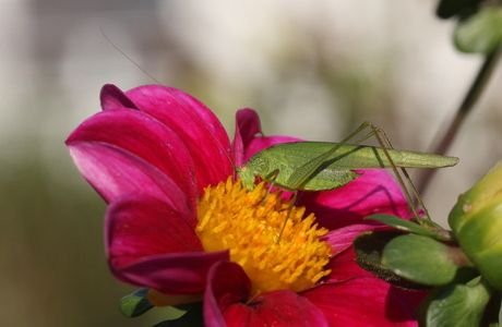 Vierpunktige Sichelschrecke (Phaneroptera nana) - © Willi Stani