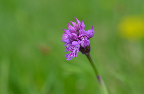 Dreizähniges Knabenkraut (Orchis tridentata) - © Bernard Wieser Dreizähniges Knabenkraut (Orchis tridentata) - © Bernard Wieser