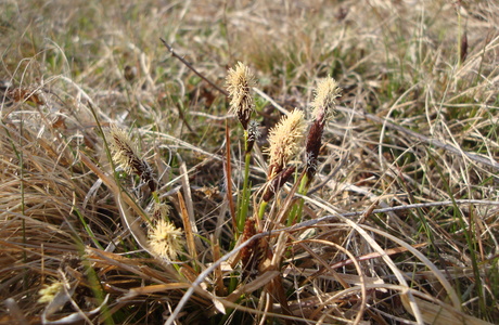 Frühlings-Segge (Carex caryophyllea) - © Bernard Wieser Frühlings-Segge (Carex caryophyllea) - © Bernard Wieser