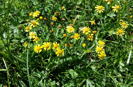 Spreizendes Greiskraut (Senecio erraticus) - © Bernard Wieser Spreizendes Greiskraut (Senecio erraticus) - © Bernard Wieser